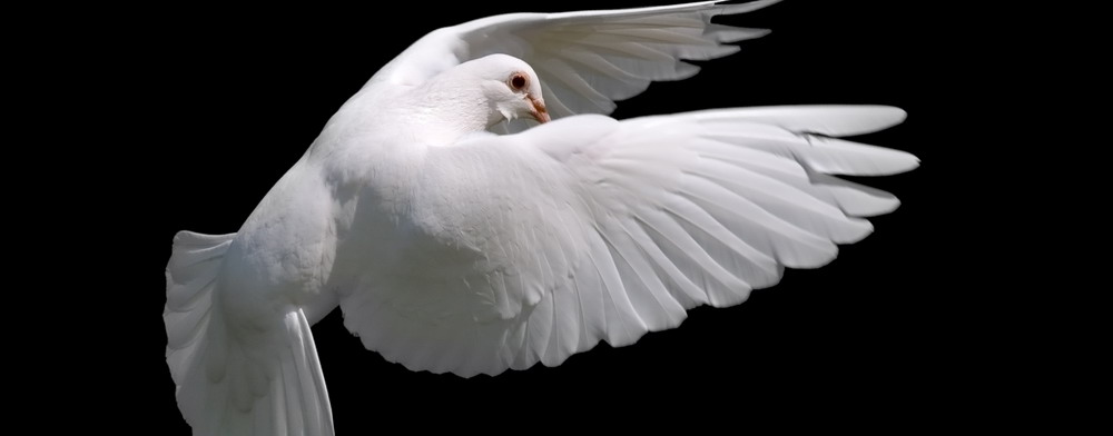 Dove